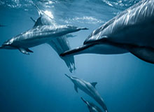 C7 Gaming-国王杯决赛门票分配：马竞和皇社各占40%，赞助商分享余票|西班牙足协|皇家社会|马德里竞技|足协|球票_新浪体育_新浪新闻